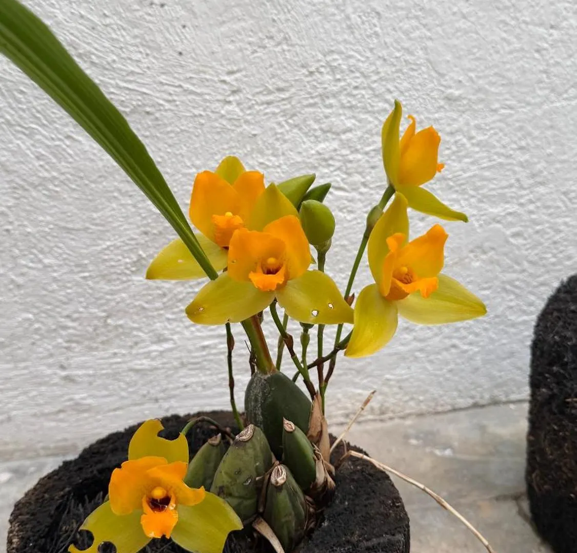 Homestay Casa De Las Flores Guatemala City