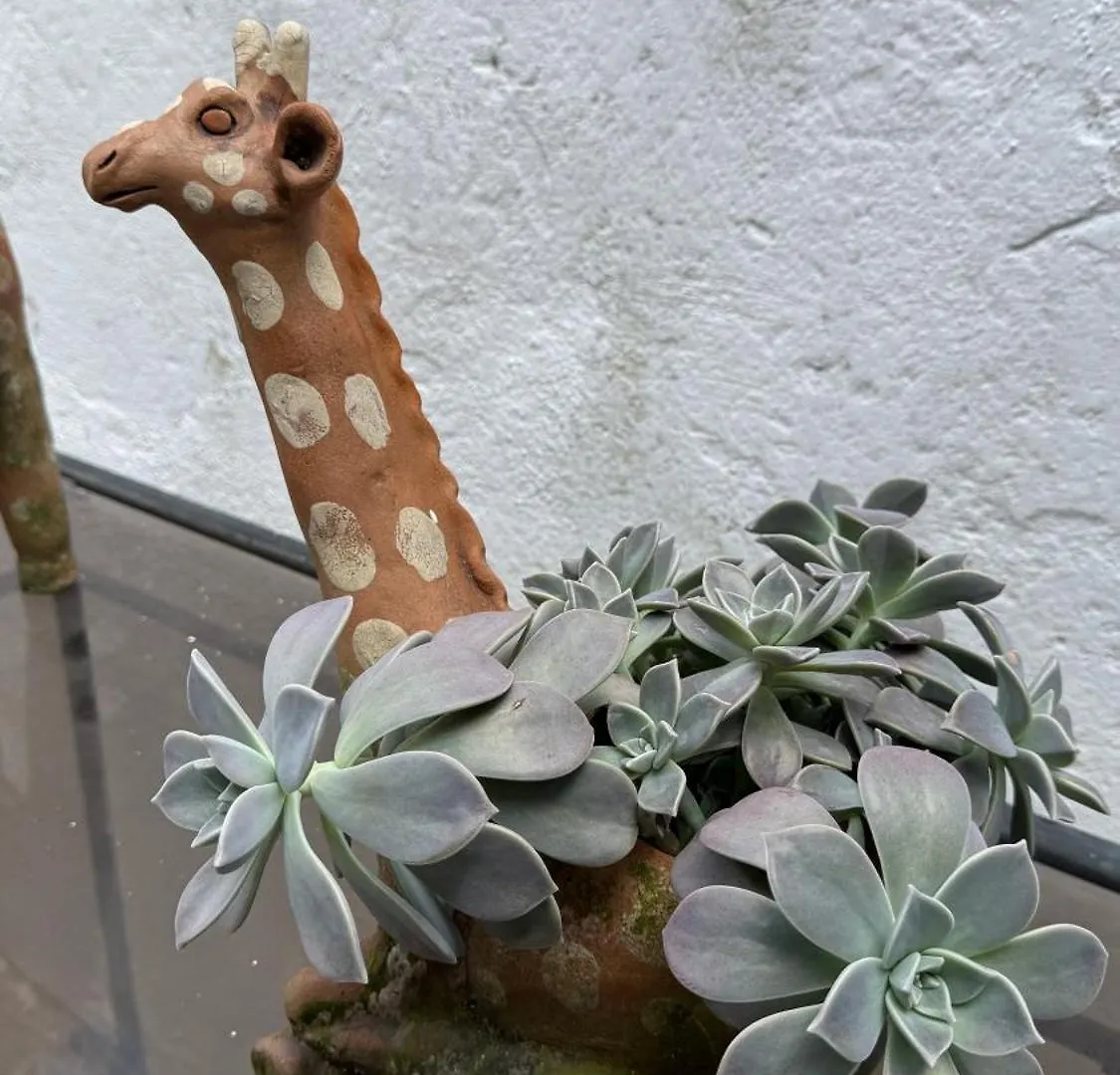 Casa De Las Flores Guatemala City Homestay